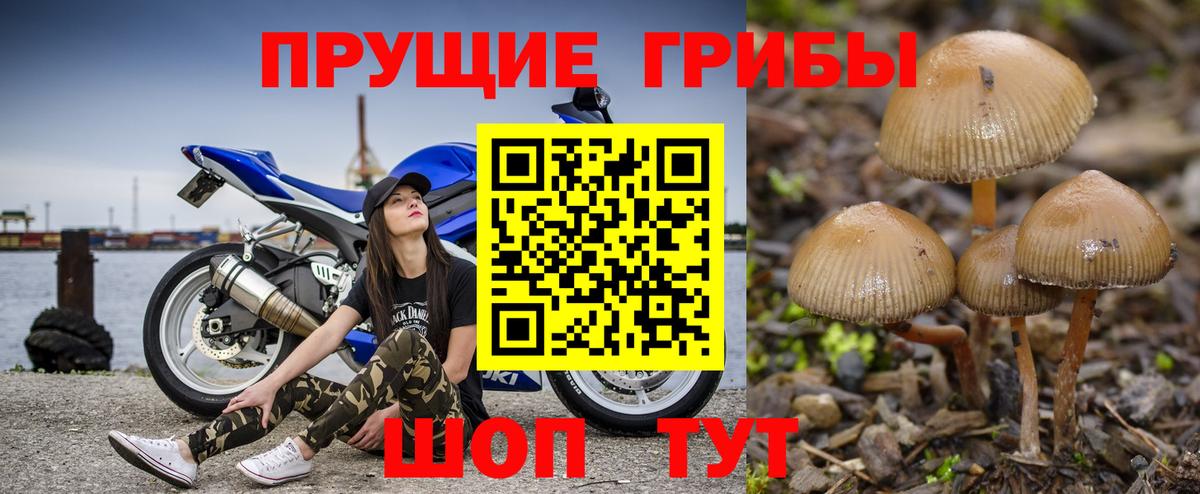 Псилоцибиновые грибы прущие грибы  Вход с VPN  Шебекино 