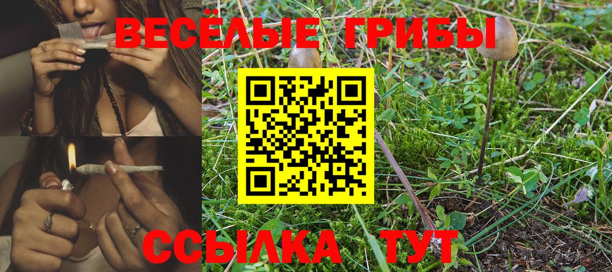 Галлюциногенные грибы Psilocybe Шебекино